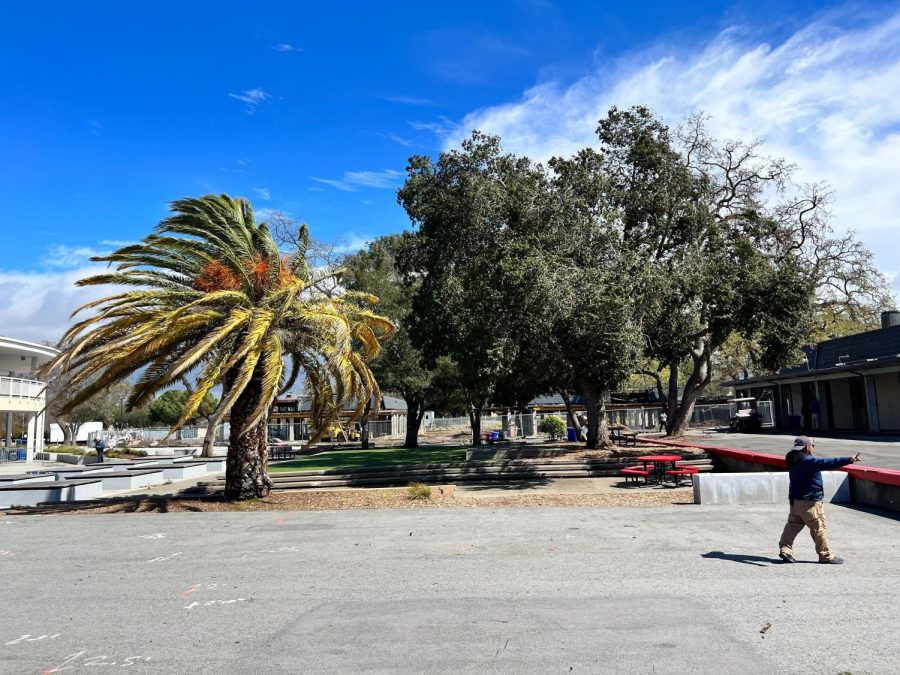 A palm tree sways in the quad under the force of the winds
