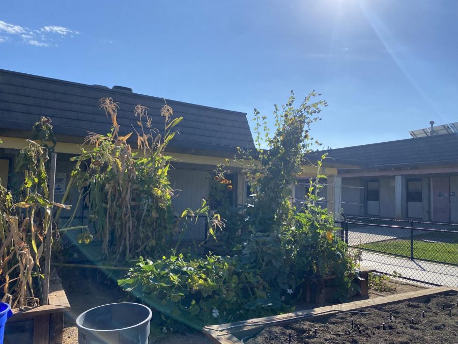 Hidden gems: The garden